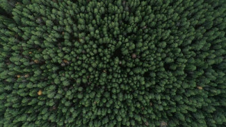 В Коми площадь лесовосстановления и лесоразведения превышает площадь вырубленных и погибших лесов