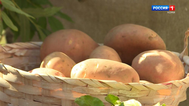 Ас му вылын. Картофельный фестиваль «Печенча»