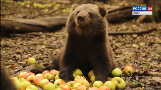 Медведица Кира осталась на зимовку в Твери